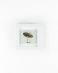 Artisan Cornish Gardens Small Art Frame - Mushroom