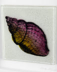 Artisan Cornish Coast Small Art Frame - Spiral Shell