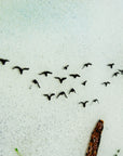 Close up of coastal soaring birds, hand-painted on a fused glass design with soft ocean colours. 