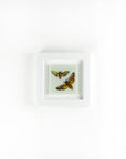 Artisan Moths Art Frame